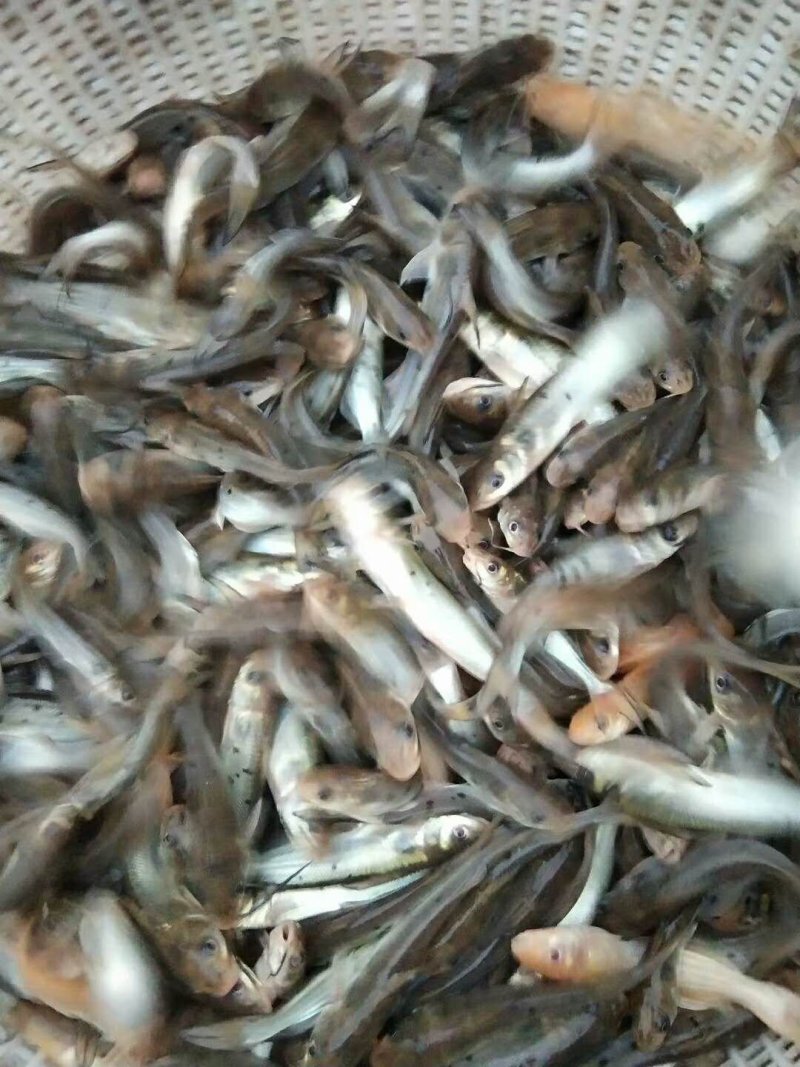 斑点叉尾鮰鱼苗，叉尾鱼苗，可喂料，可喂鸡肠内脏