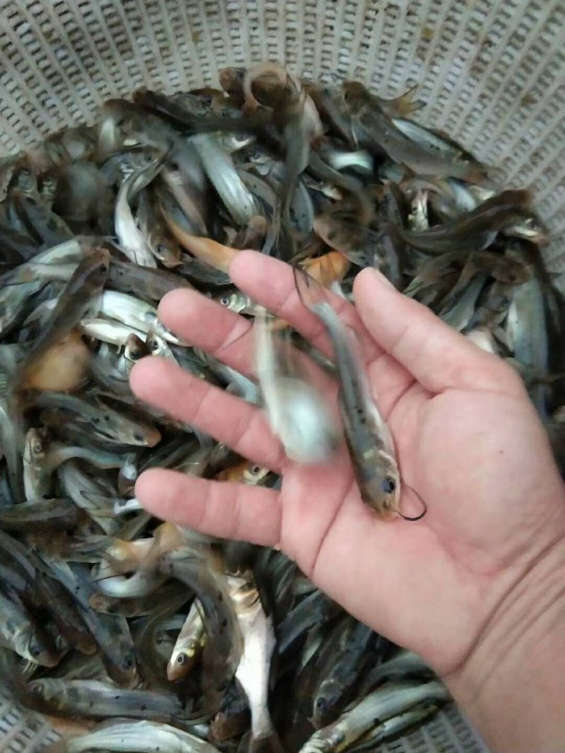 斑点叉尾鮰鱼苗，叉尾鱼苗，可喂料，可喂鸡肠内脏