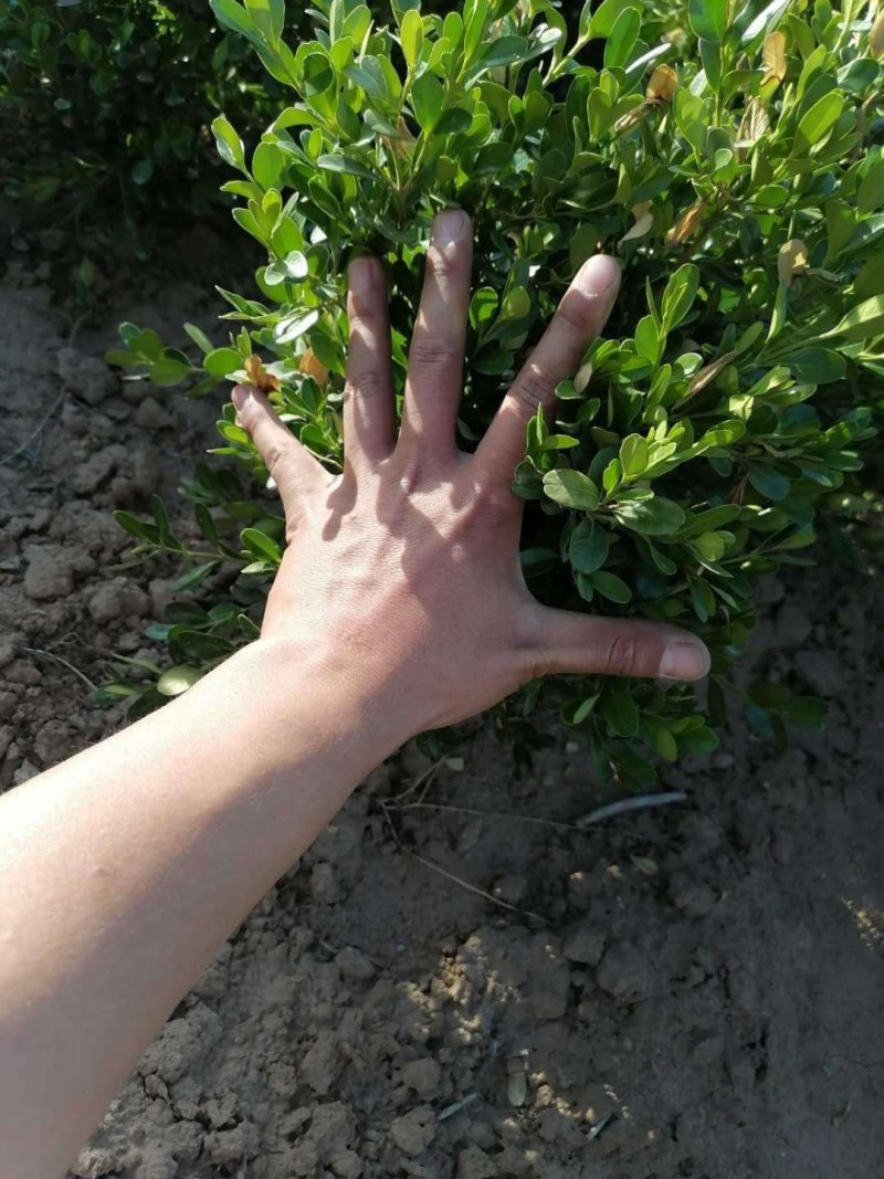 小叶黄杨，大量出售各种规格小叶黄杨（瓜子黄杨）量大从优