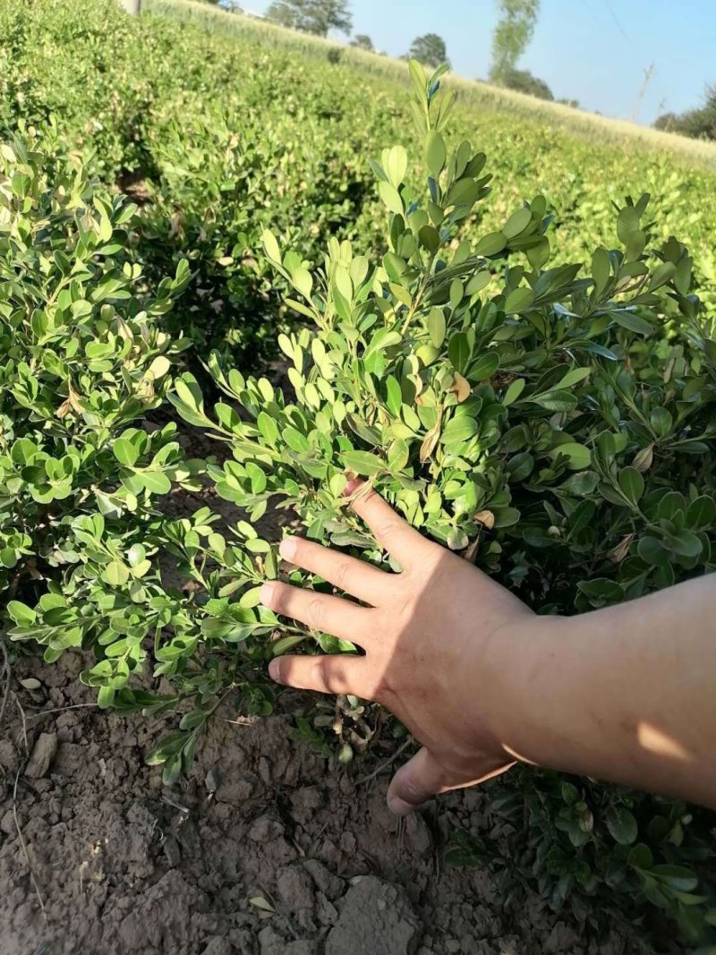 小叶黄杨，大量出售各种规格小叶黄杨（瓜子黄杨）量大从优