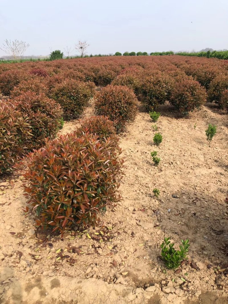 红叶石楠球，基地大量供应红叶石楠球，各种规格都有