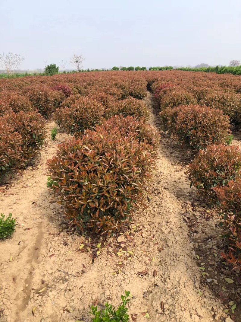 红叶石楠球，基地大量供应红叶石楠球，各种规格都有