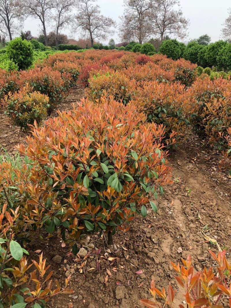 红叶石楠球，基地大量供应红叶石楠球，各种规格都有