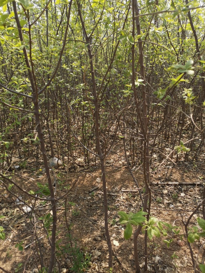 翅果油树苗三公分翅果油树苗五公分翅果油树苗