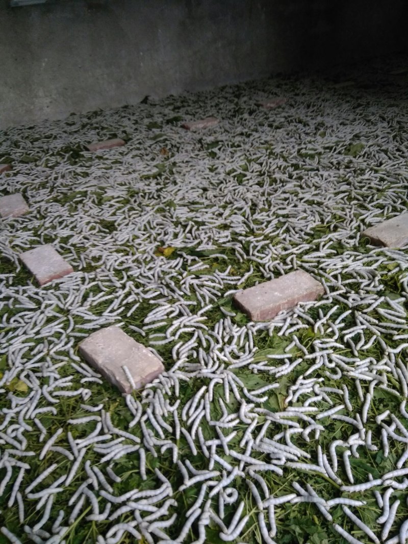 供应蚕丝