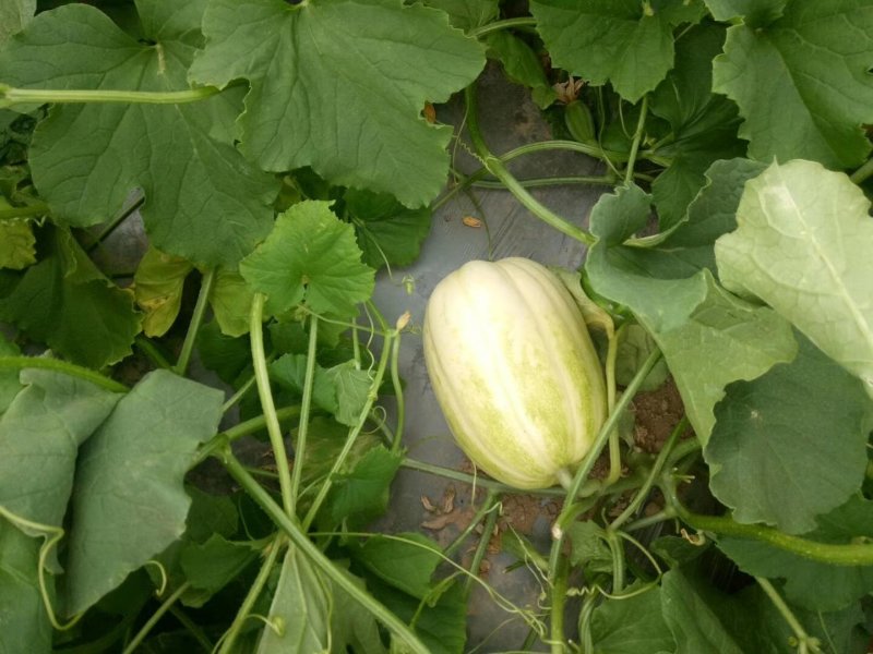 小香瓜