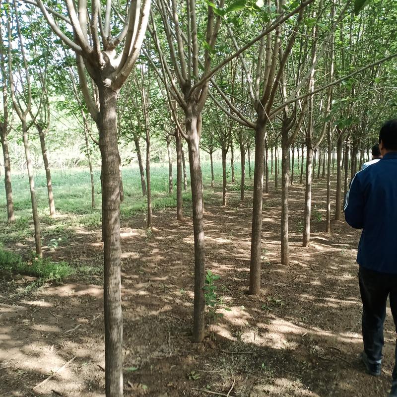河北沧州嫁接黑珍珠桑树，抗寒，包技术，占地桑树，绿化桑树