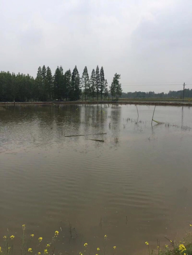 潜江基地小龙虾鲜活虾种抱卵青苗活体淡水养殖繁殖