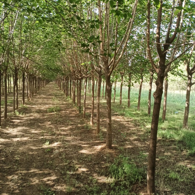 河北沧州嫁接黑珍珠桑树，抗寒，包技术，占地桑树，绿化桑树