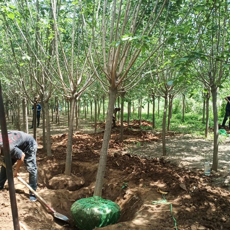 河北沧州嫁接黑珍珠桑树，抗寒，包技术，占地桑树，绿化桑树