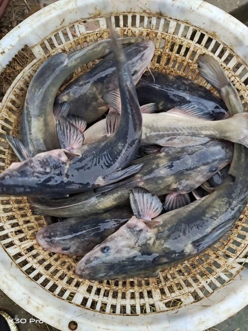 江鳅鱼苗，土江鳅，各种规格苗子，量大可以免费送货。