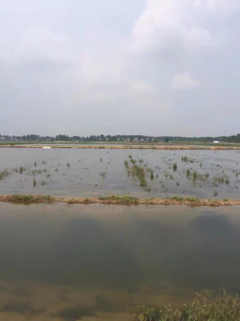 潜江基地小龙虾鲜活虾种抱卵青苗活体淡水养殖繁殖