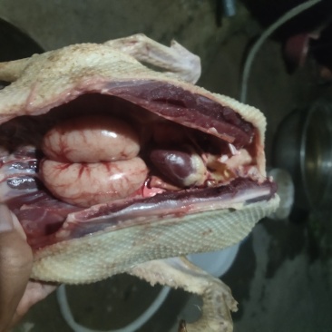 一年已上特老绿头鸭煲汤佳品