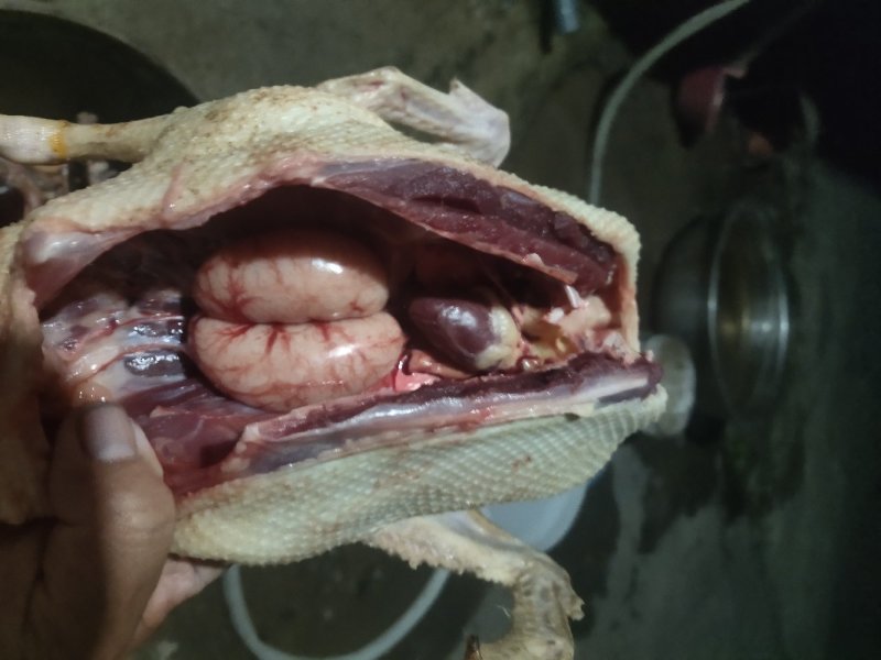 一年已上特老绿头鸭煲汤佳品