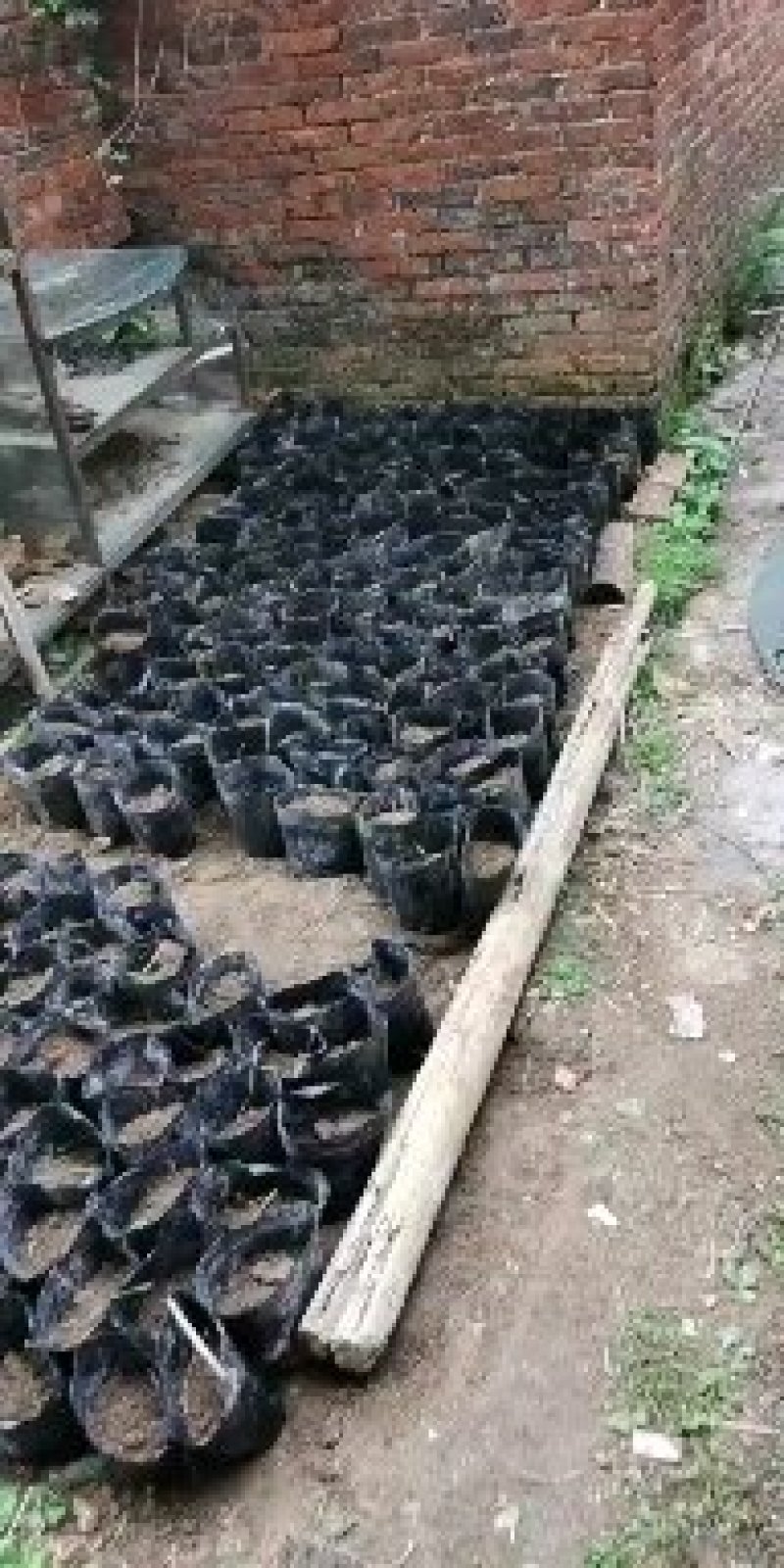 美藤果苗，印加果苗，印奇果苗，星油藤
