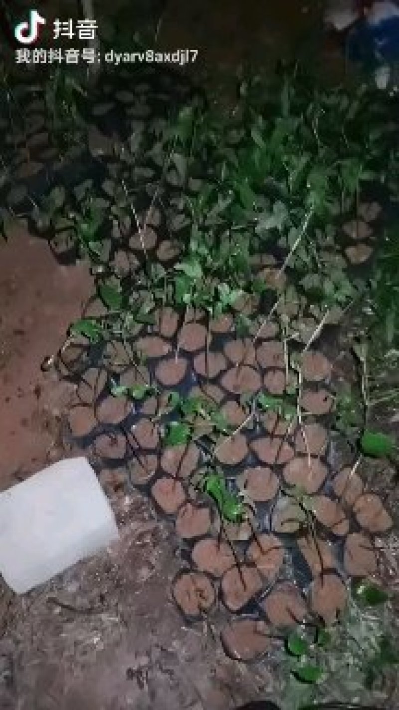 美藤果苗，印加果苗，印奇果苗，星油藤