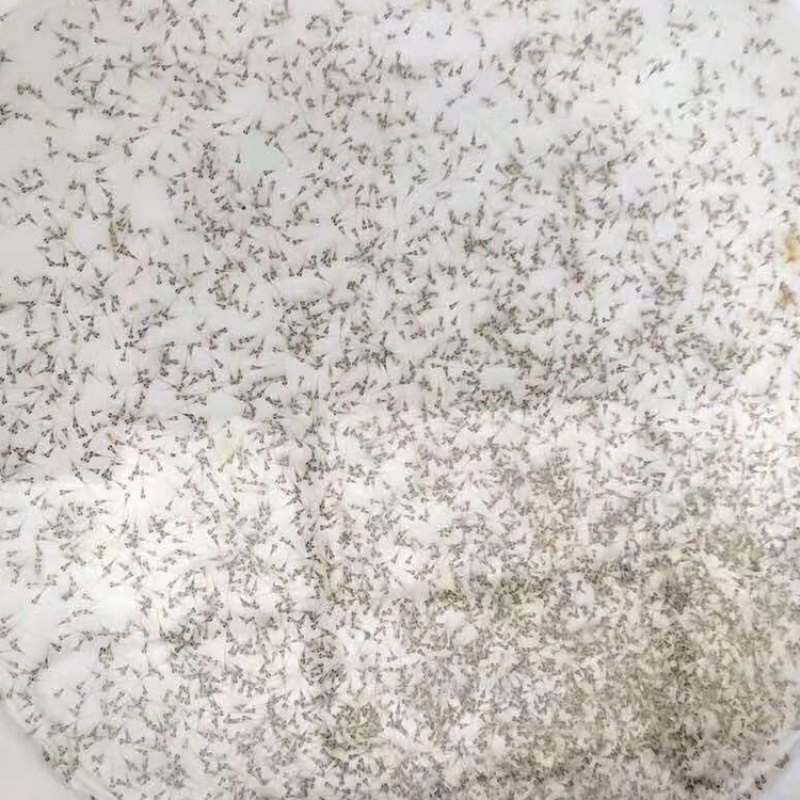 红鲤鱼苗兴国红鲤鱼金丝红鲤鱼量产供应质量保证