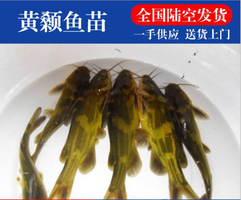 黄骨鱼苗3-5公分，优等培育成活率高，包技术指导