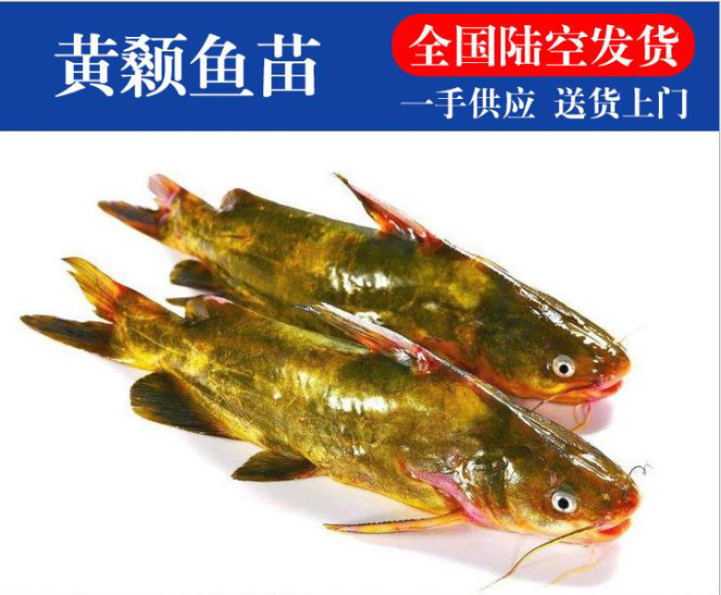 黄骨鱼苗3-5公分，优等培育成活率高，包技术指导