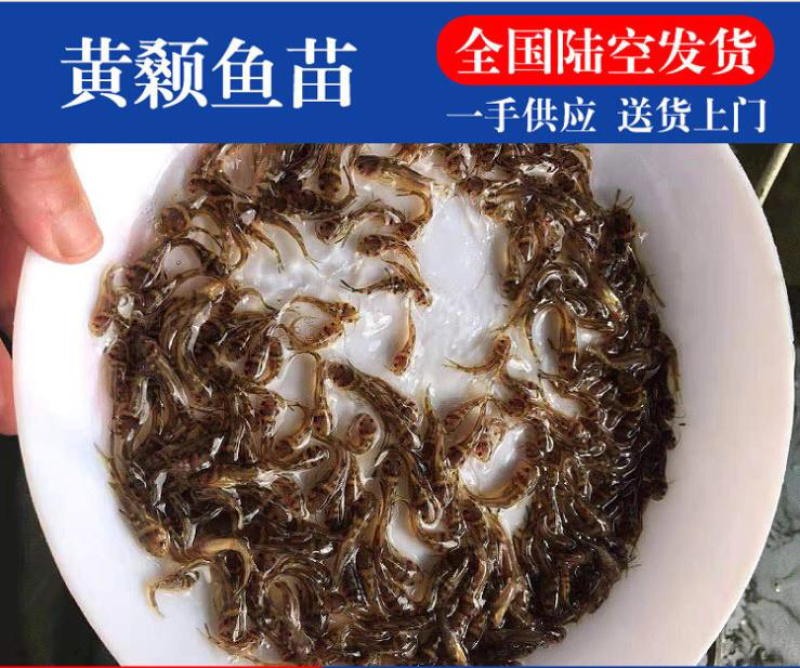 黄骨鱼苗3-5公分，优等培育成活率高，包技术指导