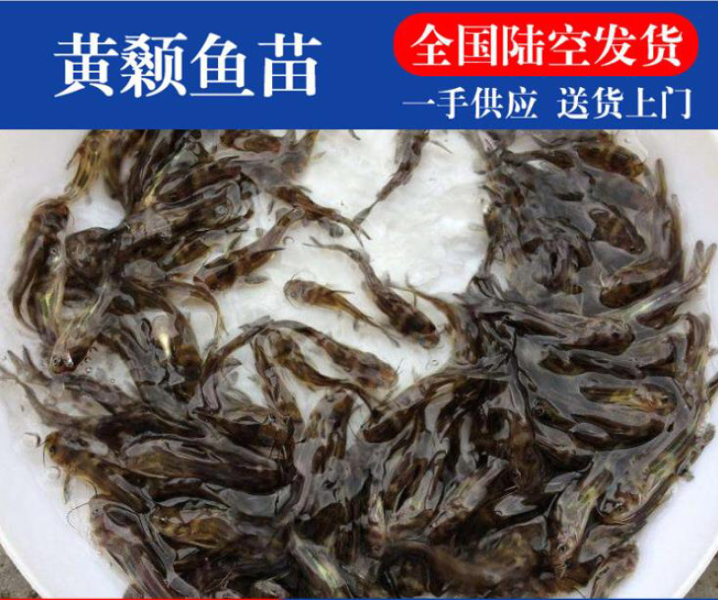 黄骨鱼苗3-5公分，优等培育成活率高，包技术指导