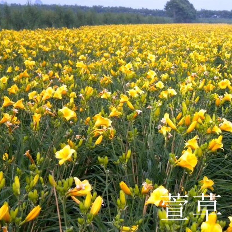 大花萱草种子金娃娃花种四季开花易活室外农庄户外道路多年生