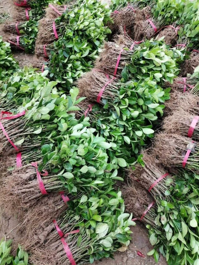 卫矛卫矛苗根系发达成活率高基地直销