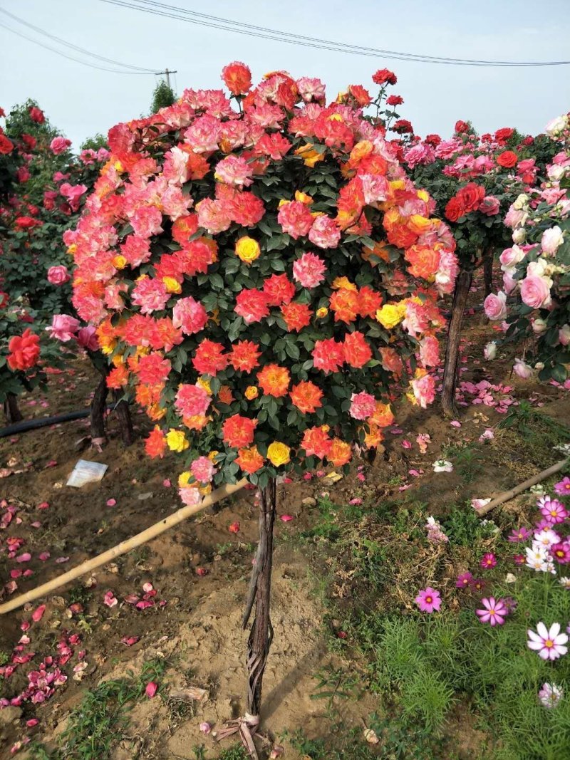 月季园十年种植基地月季树树桩月季高杆月季绿化公司批发