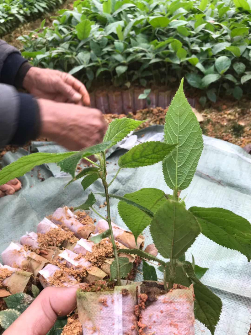 【优质】五指毛桃苗种苗杯苗基地直发量大从优