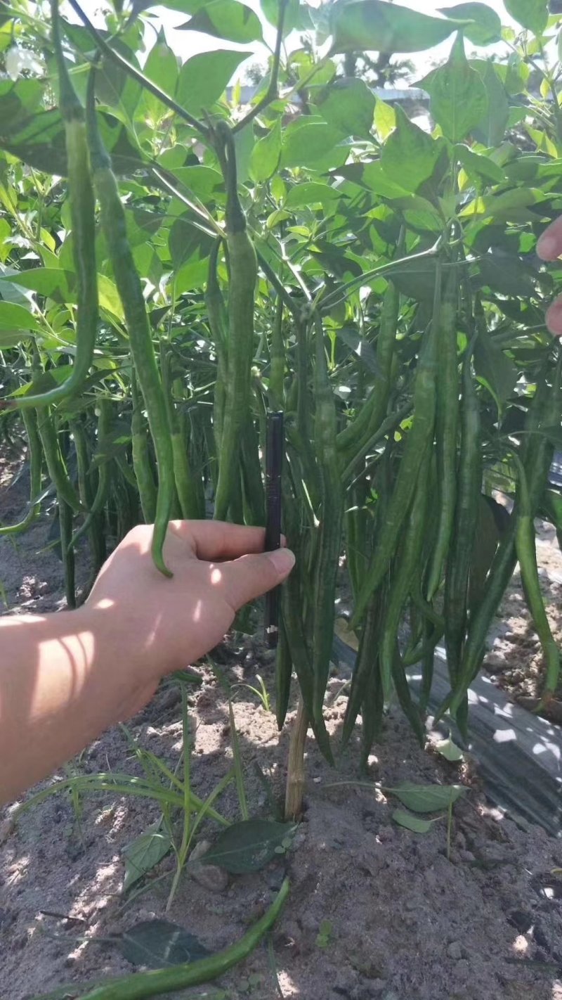 线椒苗，辣丰3号，提供网络化技术指导，有需要的朋友联系