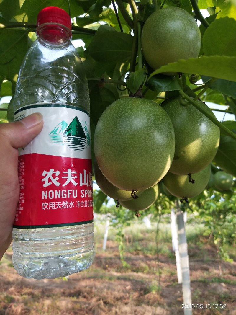 300亩百香果基地品质好价钱随行就市。