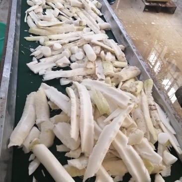 萝卜皮