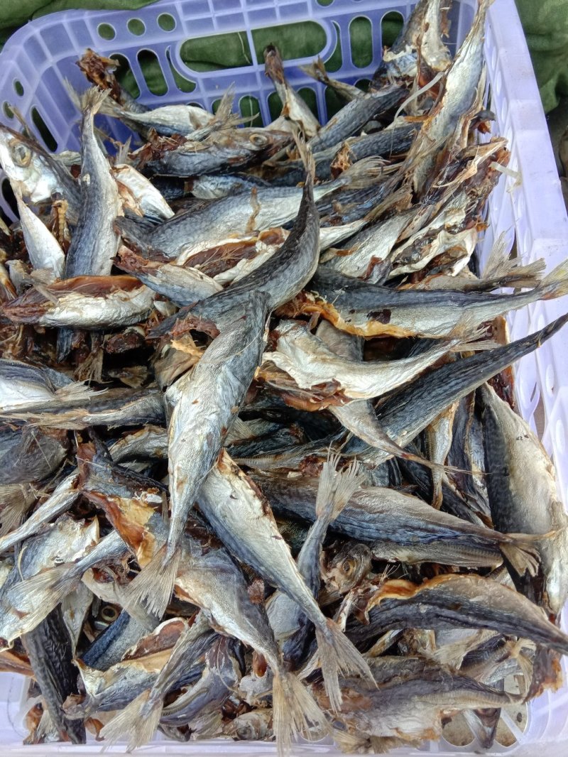 小鲐鲅鱼