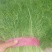精品小茴香苗颜色绿色。