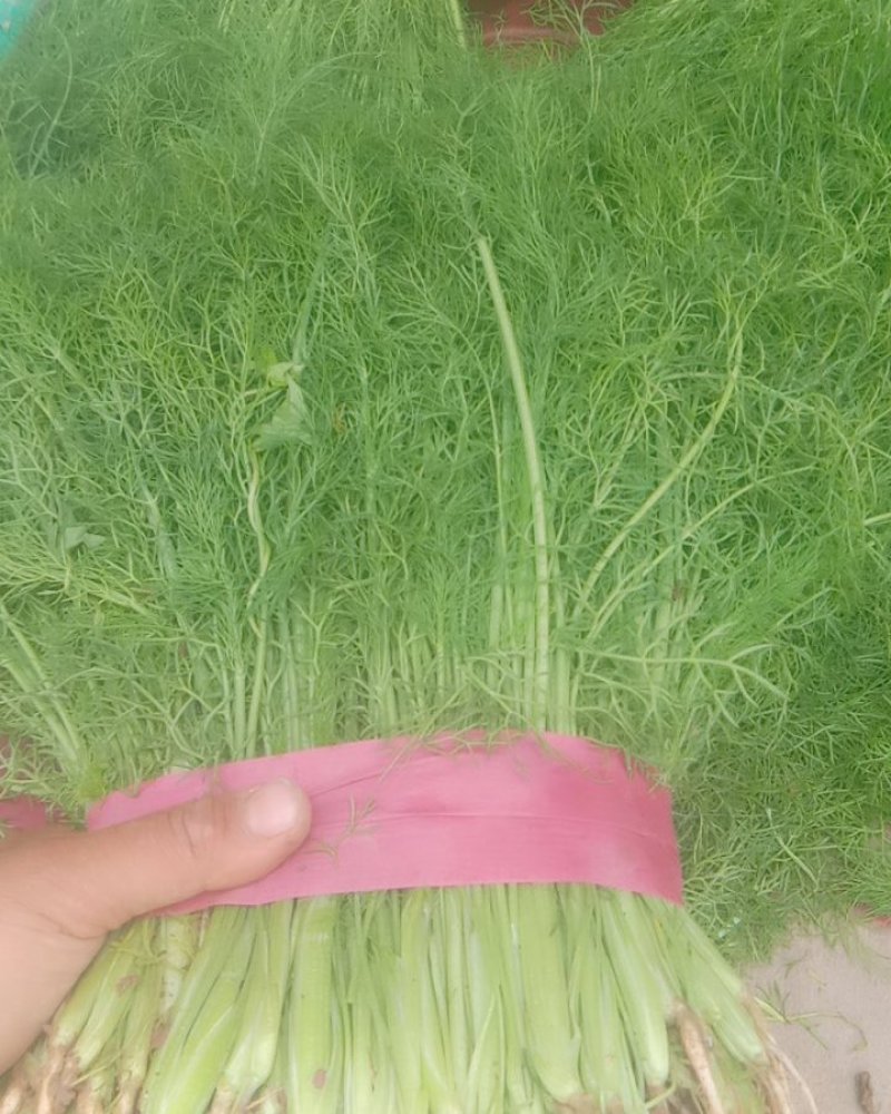 精品小茴香苗颜色绿色。