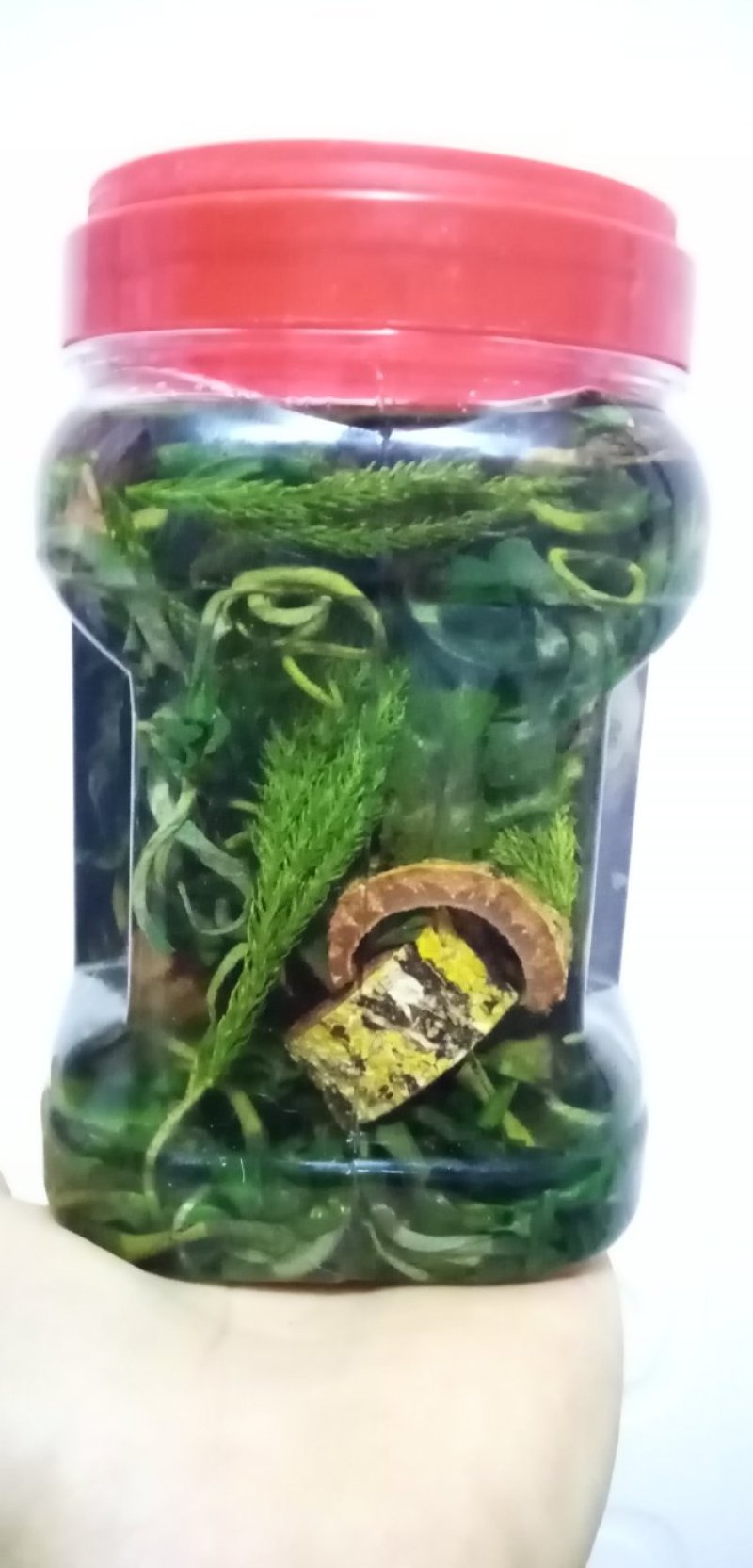 四川地道药材男人药酒泡制药酒