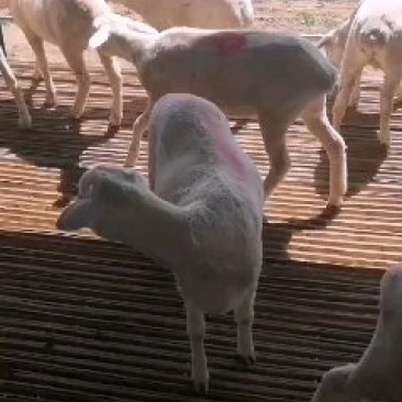 小尾寒羊，杜波，波尔山羊，