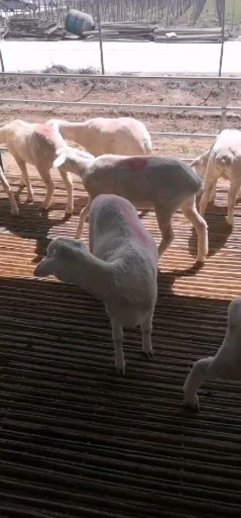 小尾寒羊，杜波，波尔山羊，
