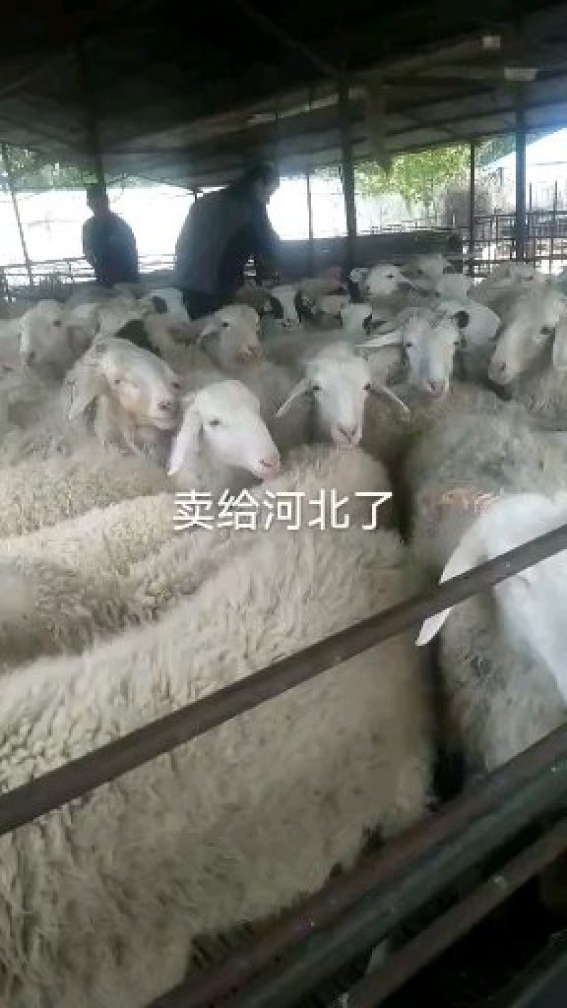 小尾寒羊，杜波，波尔山羊，