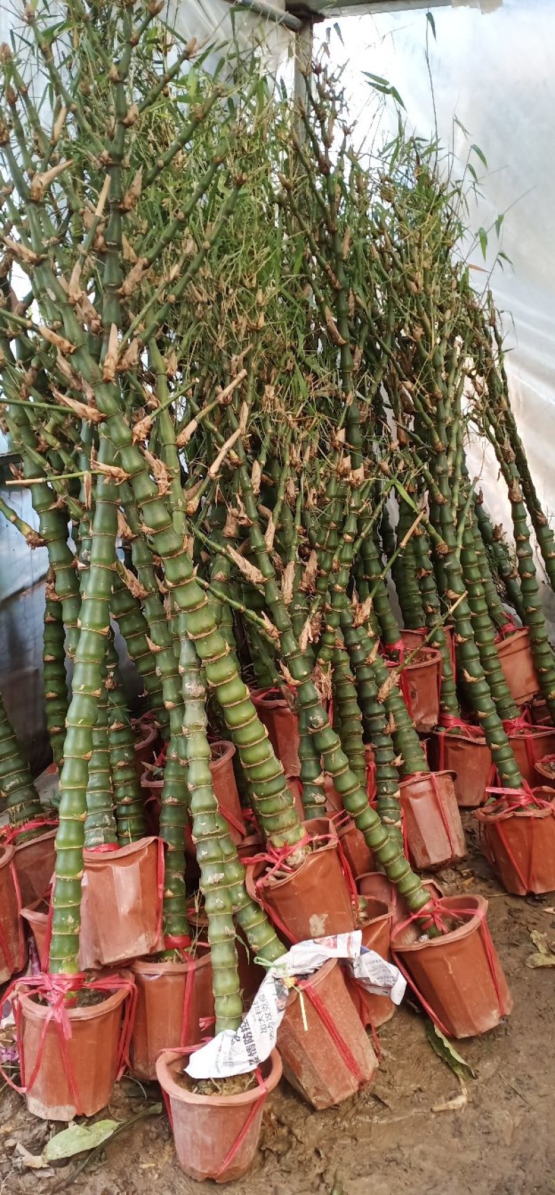 佛肚竹，竹类产品室内外景观竹子