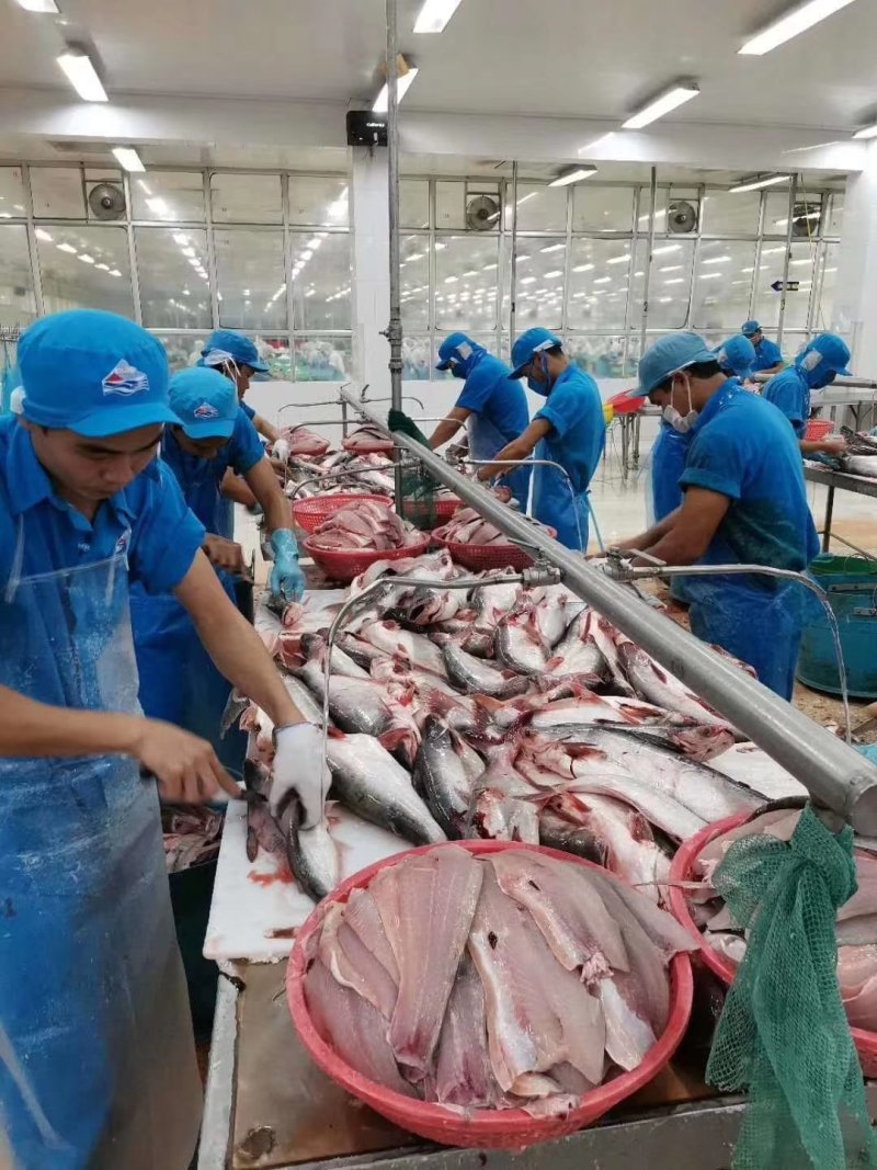 越南高品质巴沙鱼柳