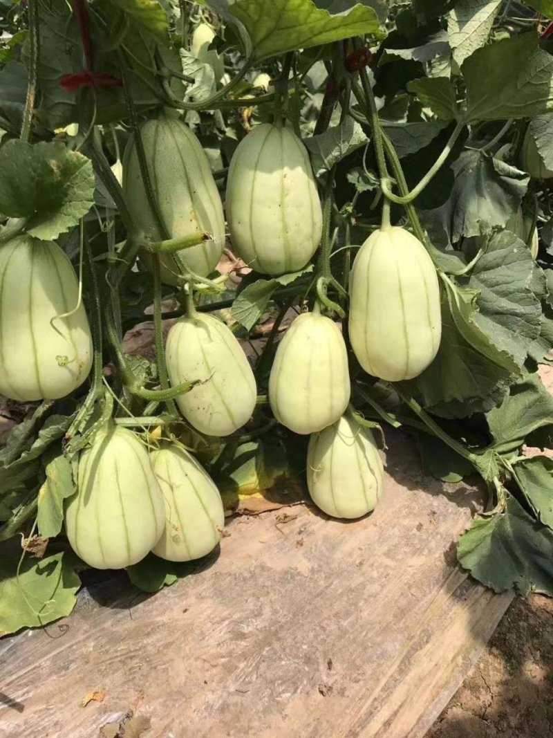 大棚脆瓜