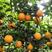 夏橙湖北秭归夏橙果园实地看货鲜果直采产地一手货源