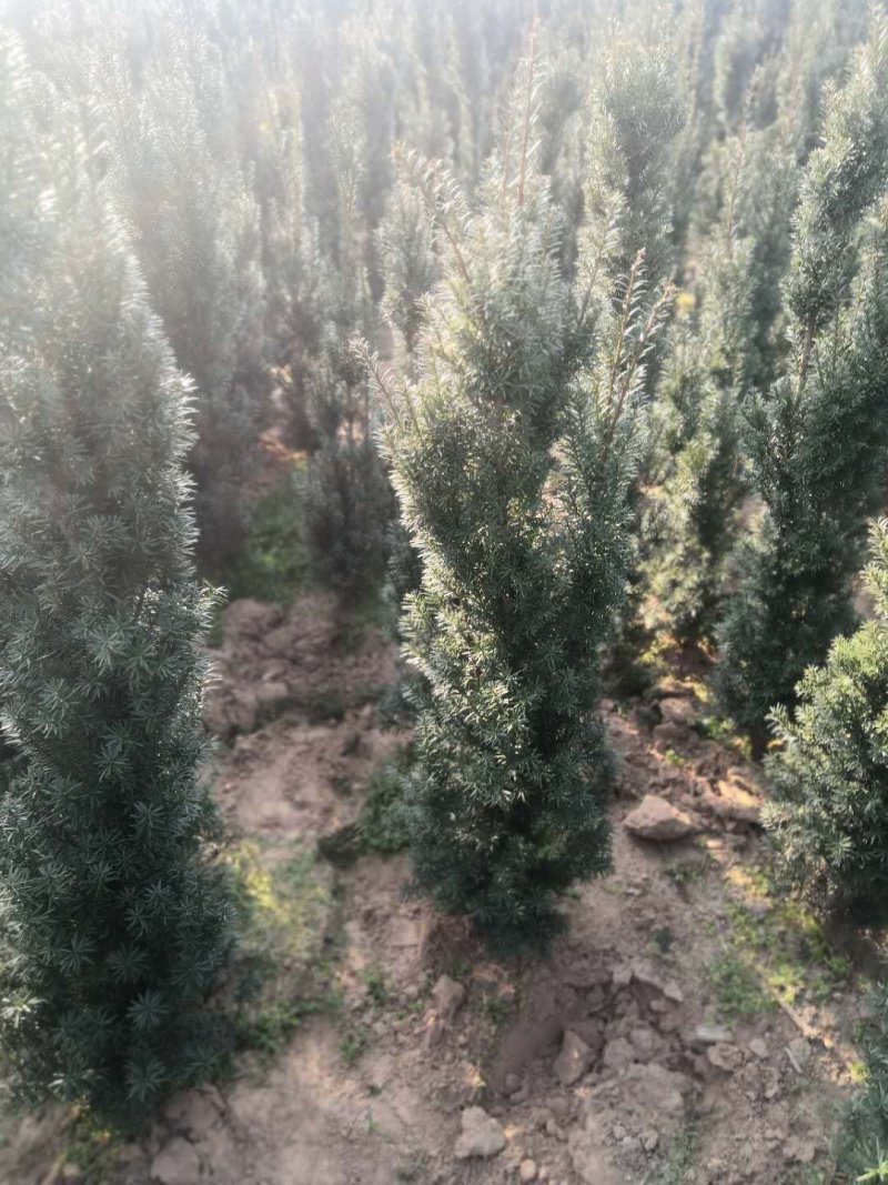 陕西宝鸡曼地亚红豆杉