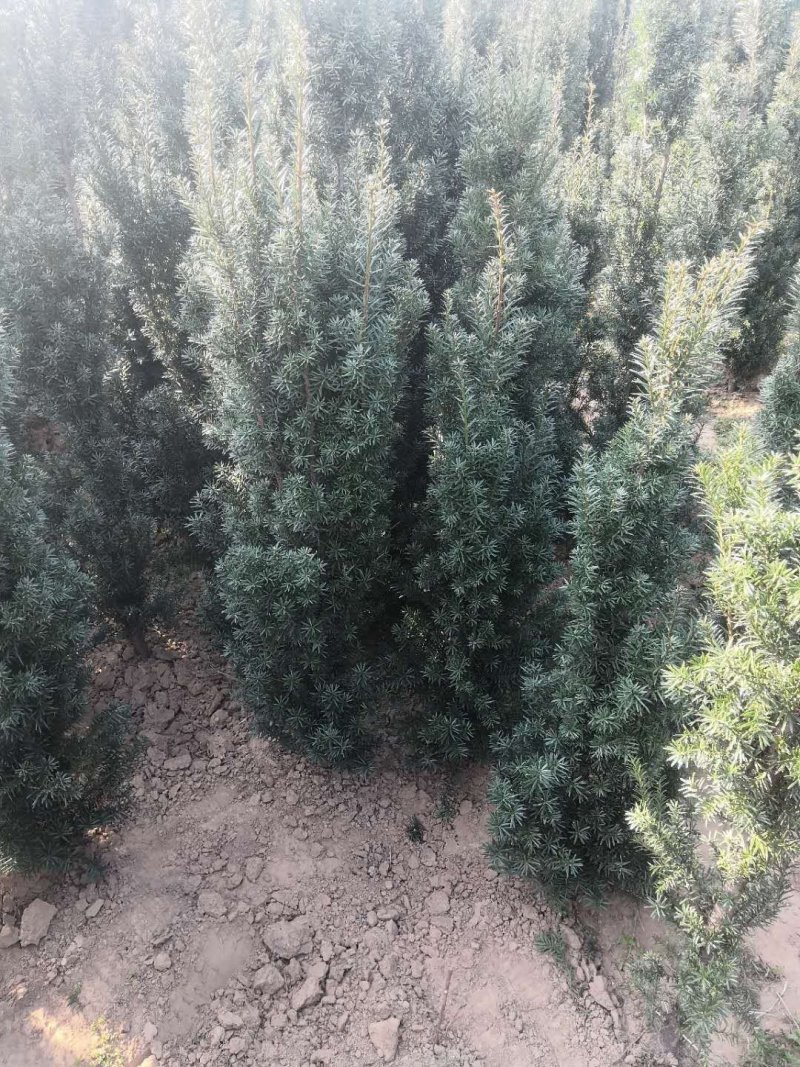 陕西宝鸡曼地亚红豆杉