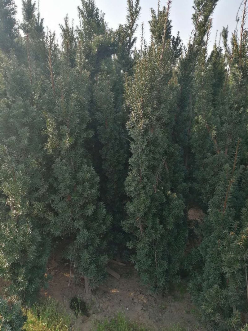 陕西宝鸡曼地亚红豆杉