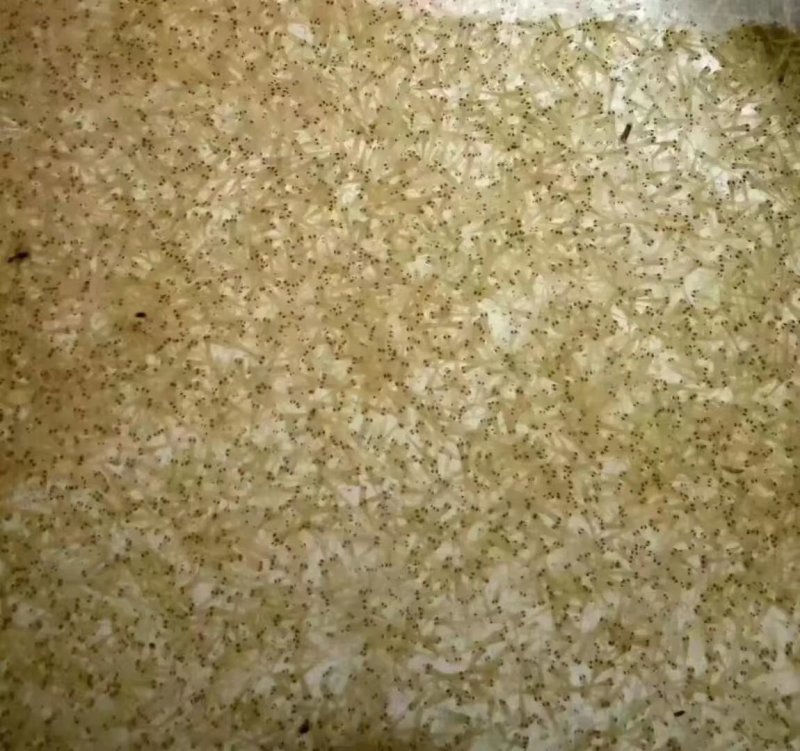 各品种锦鲤水花可以发货了。红白大正秋翠孔雀银鳞火昭和