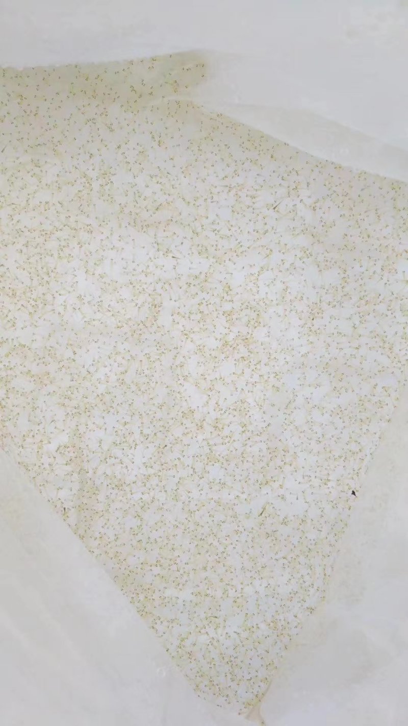 各品种锦鲤水花可以发货了。红白大正秋翠孔雀银鳞火昭和