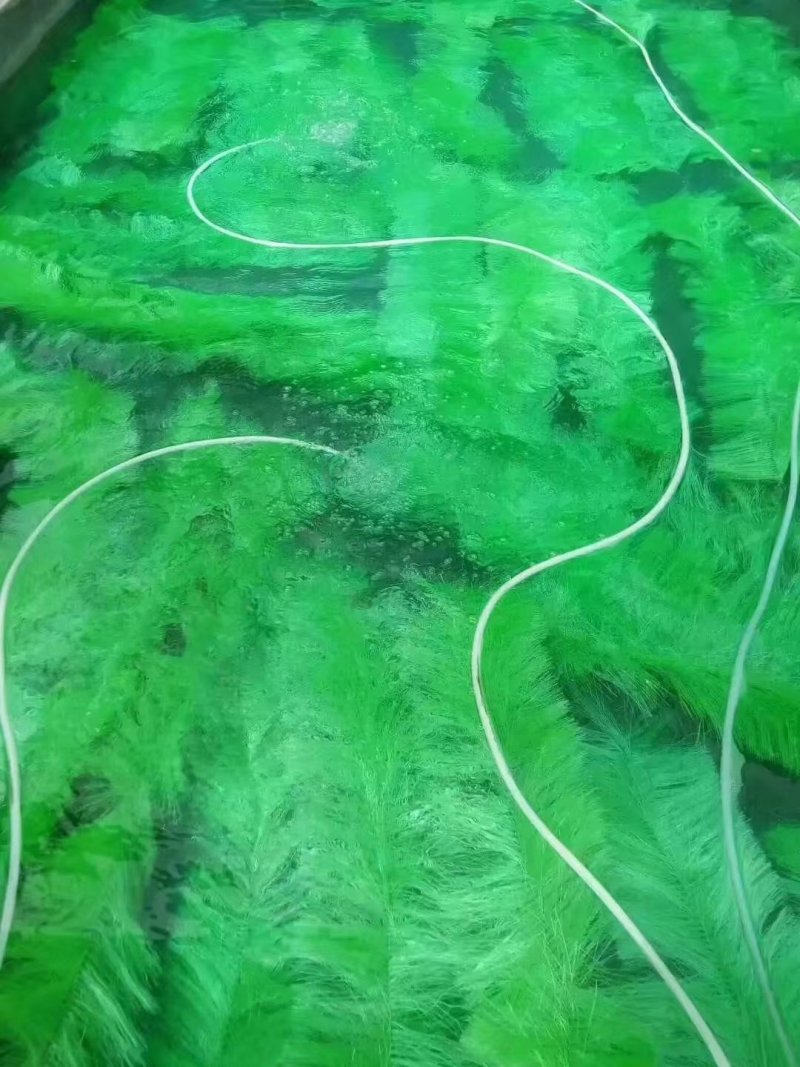 各品种锦鲤水花可以发货了。红白大正秋翠孔雀银鳞火昭和