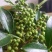 代收九叶青鲜花椒